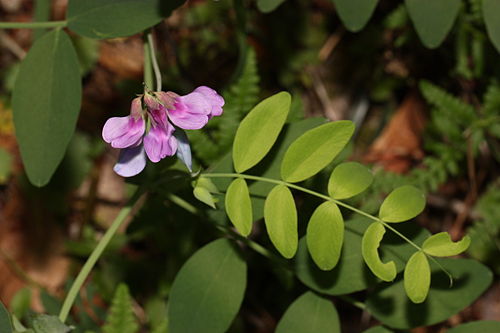 Lathyrus polyphyllus